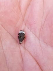 Eurymycter
