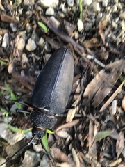 Ctenoscelis acanthopus