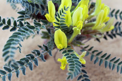 Astragalus longipetalus