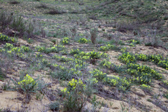 Astragalus longipetalus