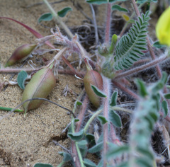 Astragalus longipetalus