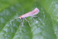 Phyllonorycter messaniella