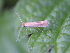 Phyllonorycter messaniella