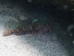 Gobius cruentatus
