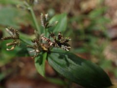 Cyperus sciaphilus image