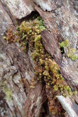 Frullania patula