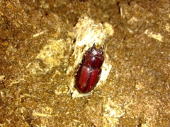 Prosopocoilus torresensis