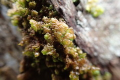 Frullania patula