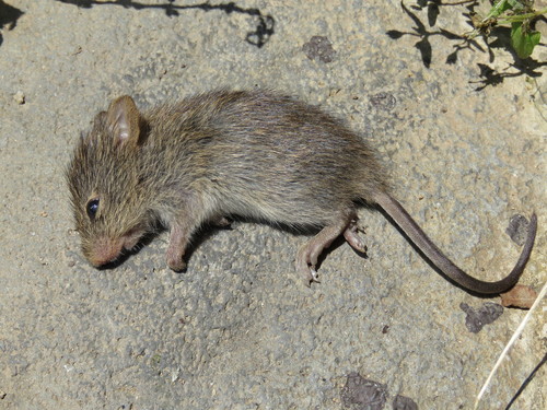 Jaliscan cotton rat