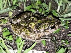Pelodytes atlanticus