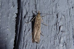 Eudonia atmogramma