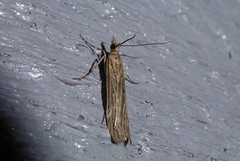Eudonia atmogramma