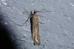 Eudonia atmogramma