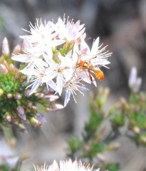 Labeninae