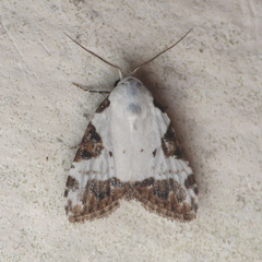 Meganola leucostola