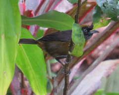 Mitrospingus cassinii