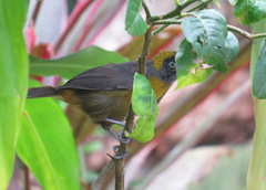 Mitrospingus cassinii