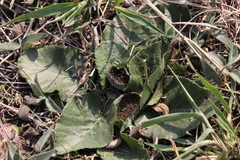Dorstenia brasiliensis