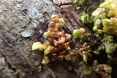 Frullania patula