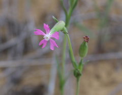 Silene subconica