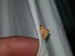 Tortricidia testacea