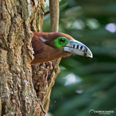 Selenidera maculirostris