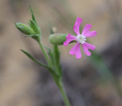 Silene subconica