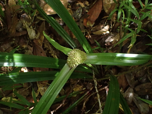 Cyperus molliglumis image