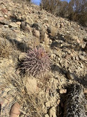 Ferocactus gracilis gracilis