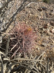 Ferocactus gracilis gracilis