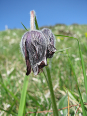 Pulsatilla rubra