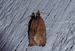 Planotortrix excessana