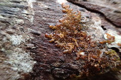 Frullania ptychantha
