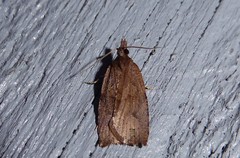 Planotortrix excessana