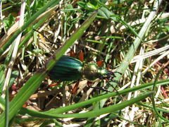 Carabus auronitens festivus