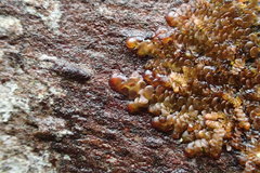 Frullania ptychantha