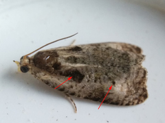 Olethreutes punctanum