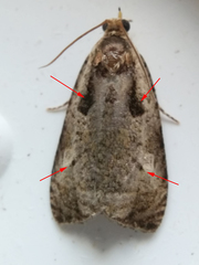 Olethreutes punctanum