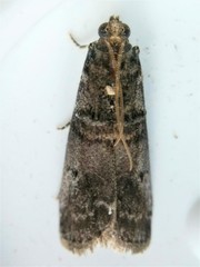 Acrobasis caryae
