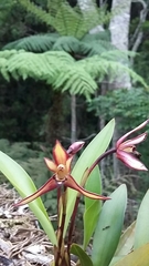 Maxillaria marginata