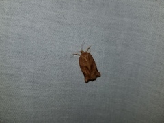 Choristoneura fractivittana