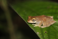 Leptomantis malkmusi