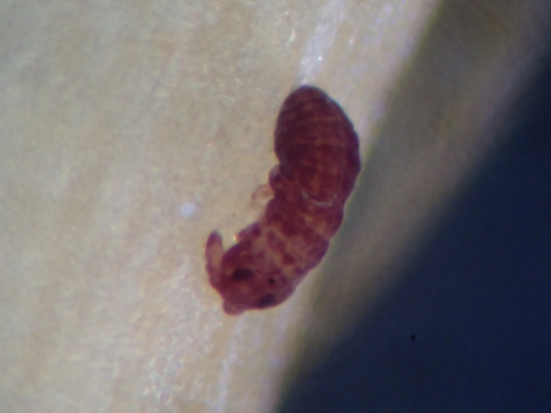 Brachystomella parvula (Schäffer, 1896)
