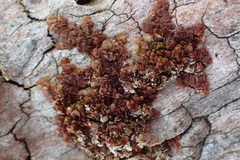 Frullania patula