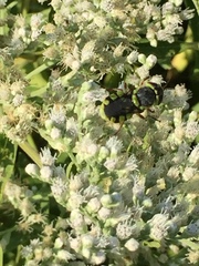 Hedriodiscus truquii