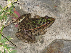 Lithobates neovolcanicus