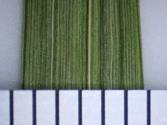 Carex tribuloides tribuloides