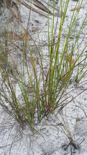 Image of Rhynchospora pineticola by (c) Jay Horn, some rights reserved (CC BY)