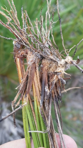 Image of Rhynchospora pineticola by (c) Jay Horn, some rights reserved (CC BY)