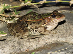 Lithobates neovolcanicus